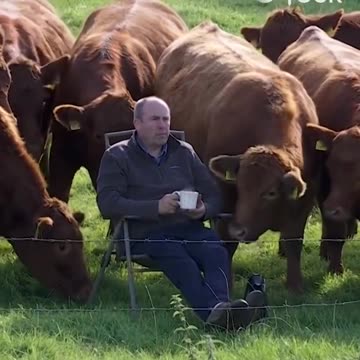 A farmer watching the Irish Open surrounded by his cows - Effortlessly cool