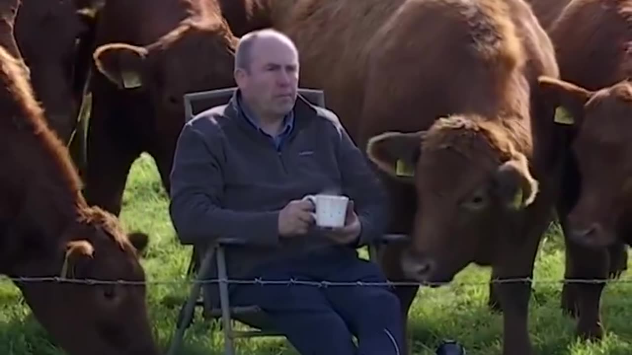 A farmer watching the Irish Open surrounded by his cows - Effortlessly cool