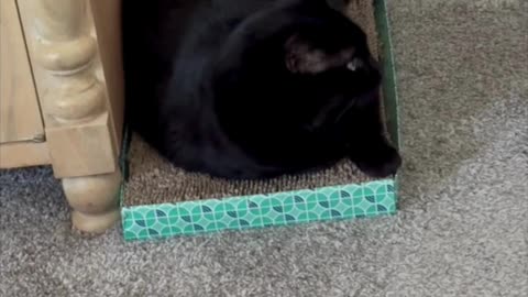 Cute Precious Piper Pays Attention to Her Security Job - My Adopted Shelter Cat Vlog #shorts
