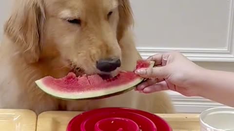 Little dogs comedy Videos 🤣 so cute videos 😍 funny videos in puppies comedy scenes 😂