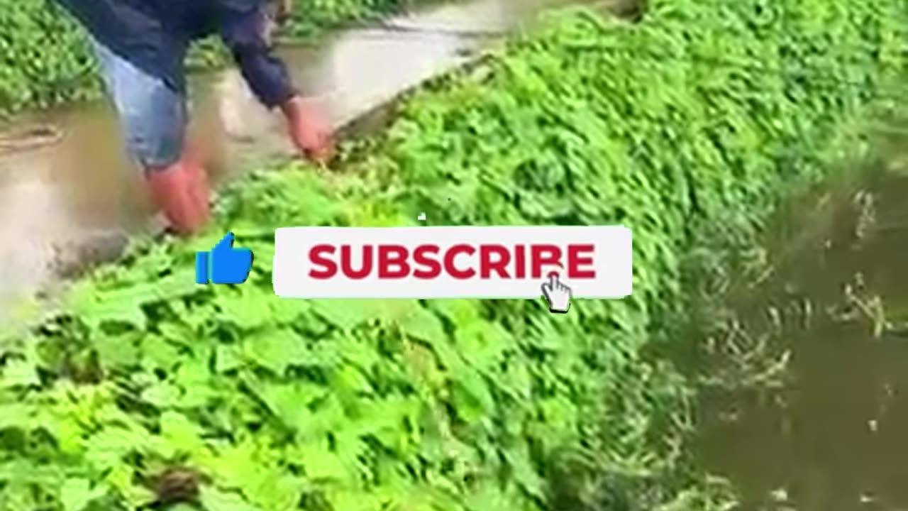 Man Uses LIVE Duck as Bait! Watch This Shocking Footage Unfold!