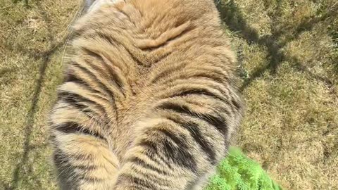 Adorable Cats Caught on Camera – Cute & Funny Cat Videos You’ll Love