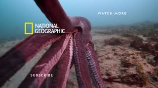 MDMA (Full Episode) | Trafficked with Mariana Van Zeller | National Geographic