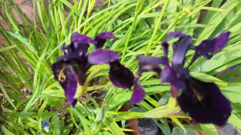 Black iris