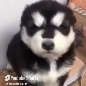 the baby husky howling cute shorts AfDQN4lG #humor.mp4