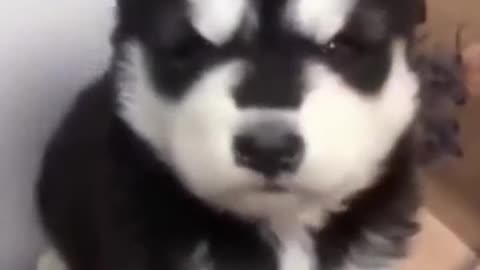 the baby husky howling cute shorts AfDQN4lG #humor.mp4