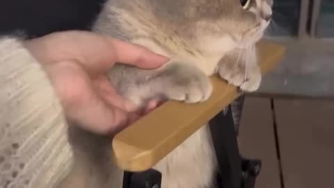 Angry cat