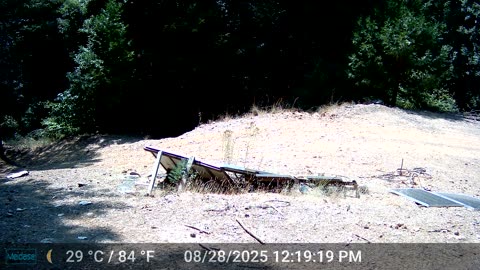 Lone Cub