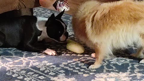 Lelu and Brandy