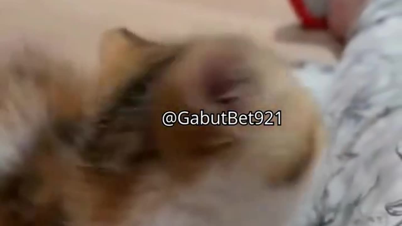funny cat