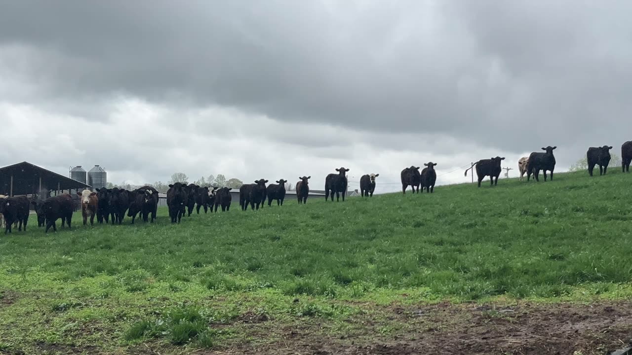 The cows