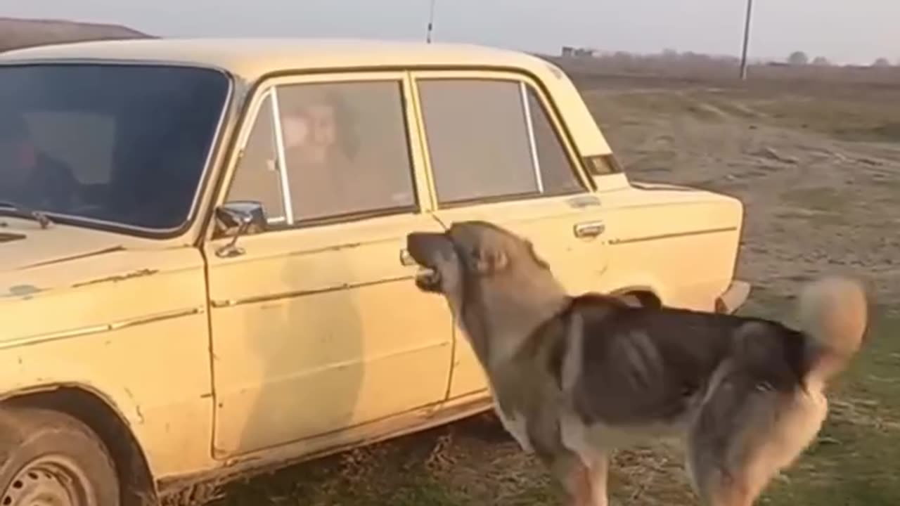 Animal funny video 29