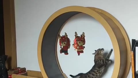 "The cat's funny behavior while playing 😅"