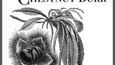 Opening a Chestnut Burr