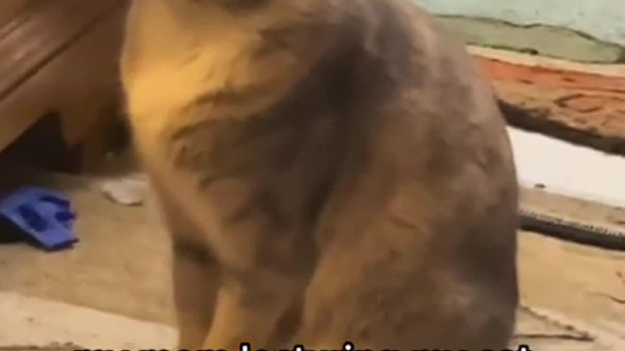 funny cat video