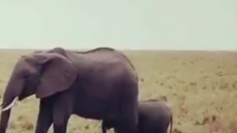 elephant