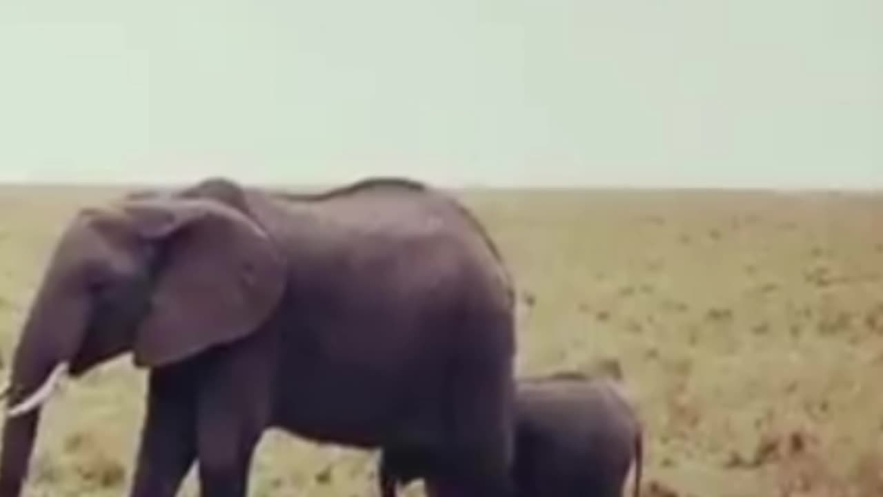 elephant