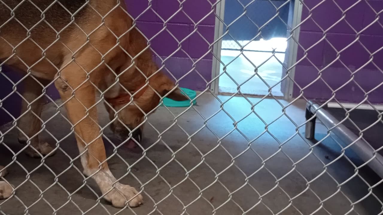 Nugget 5y Pet Id 946758 kennel 15 HSSAZ shelter I like approaching him when he's relaxed20250808565