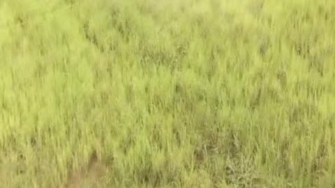 Premium Agrochemical Products Online for Farmers | Pesticides