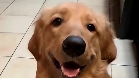 Dogs' faces when they hear a bang — funny videos, humorous videos