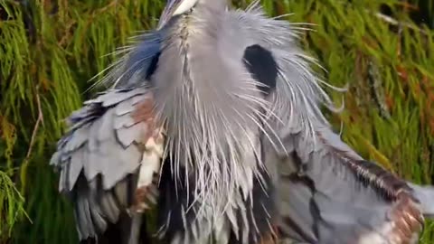 Drying Feathers Out