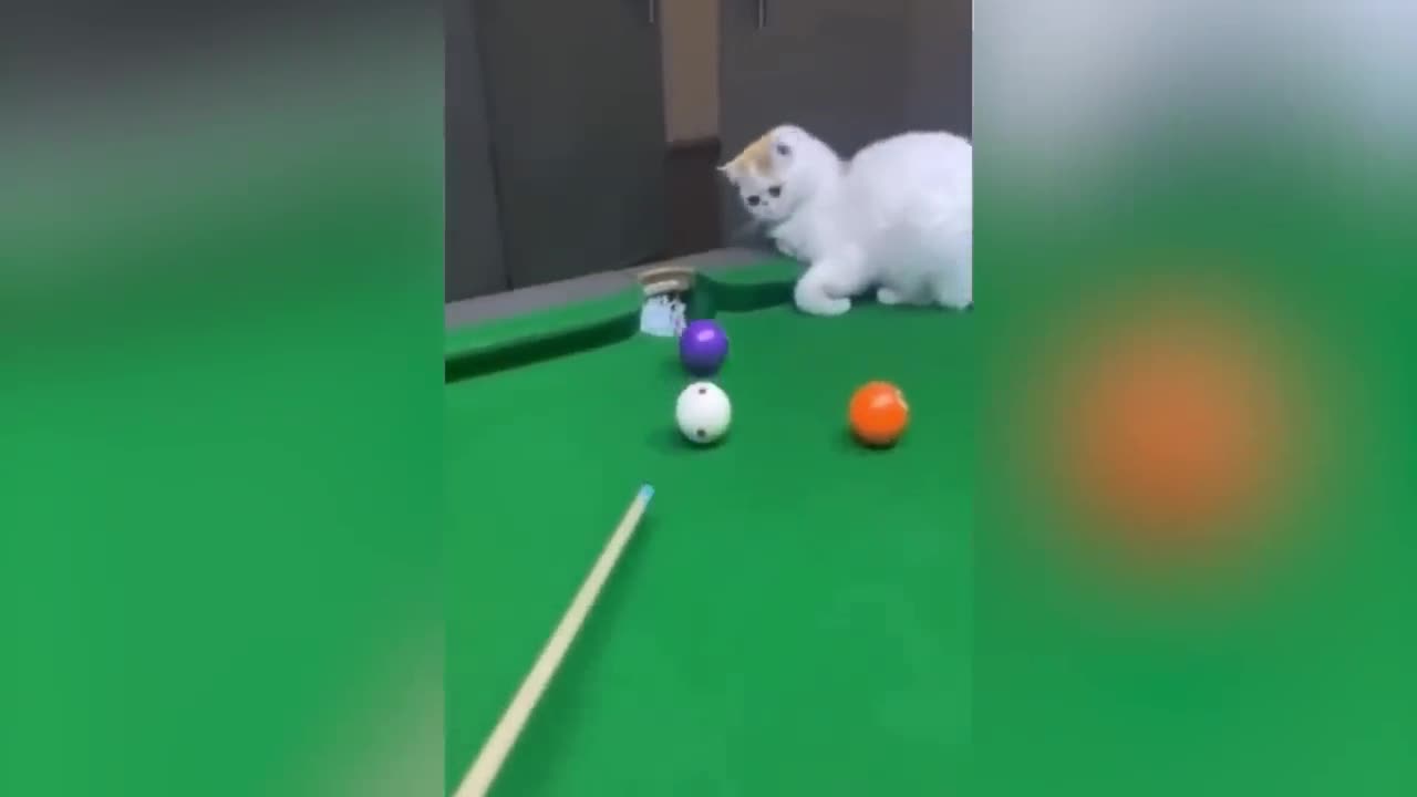 Dogs & Cats Being Absolute Jokers – The Best of the Best! 🐶✨🐱