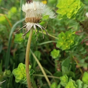 Dandelion and the Whisper of the Wind | A Poetic Journey Through Nature