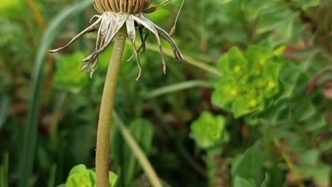 Dandelion and the Whisper of the Wind | A Poetic Journey Through Nature