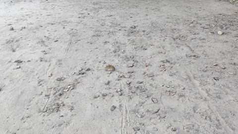 Cat Toys With Caught Mouse