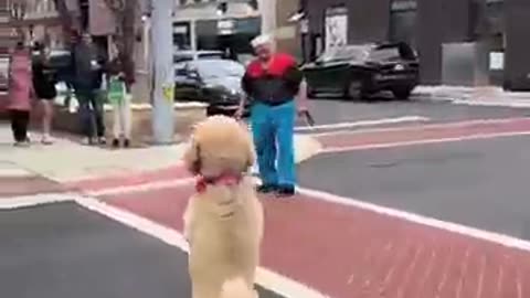 My_Friends_Dog_VS_My_Dog_🐕