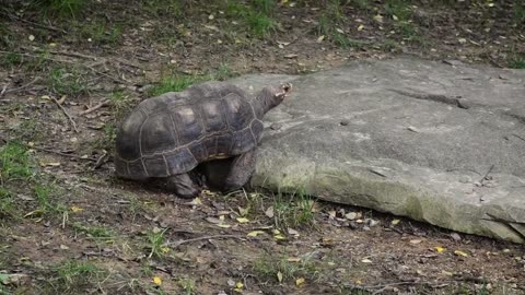 "Try Not to Laugh: Funny Animals Being Absolute Goofballs!"