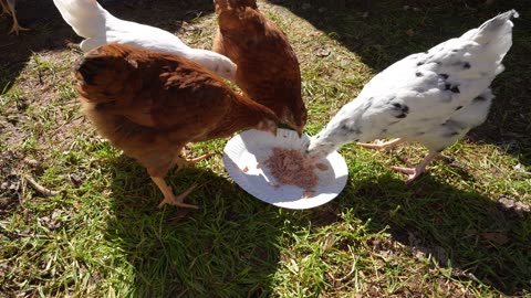 Chicken Roll Call! Who Is Who?