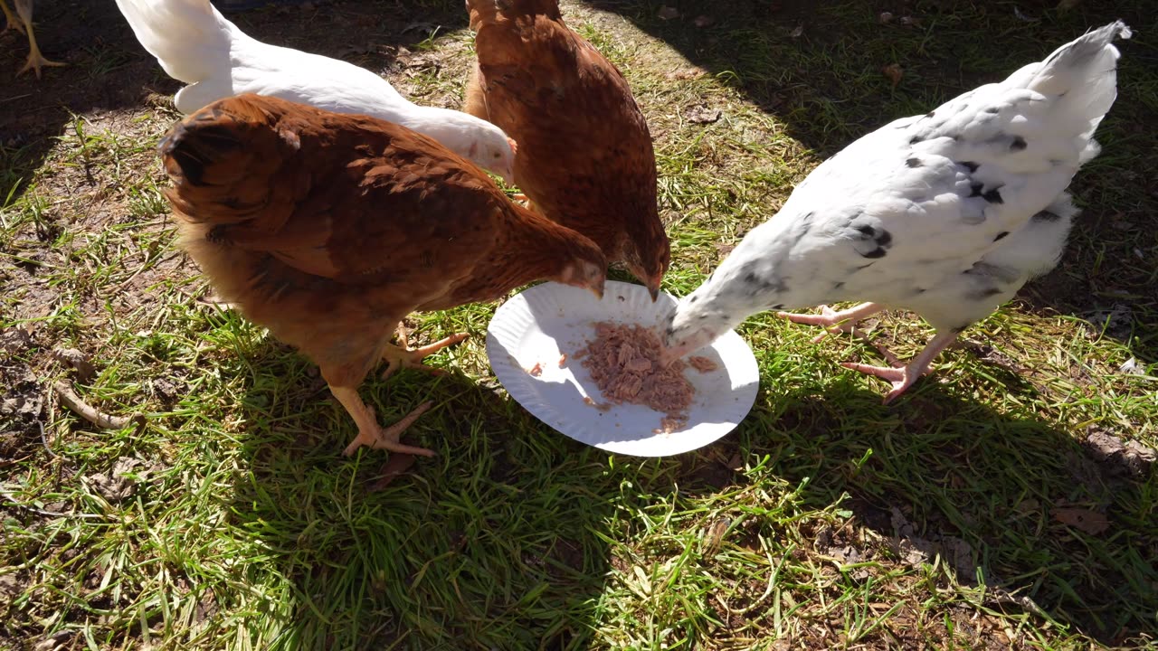 Chicken Roll Call! Who Is Who?