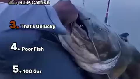 Trending: Ranking Best Fish Fails