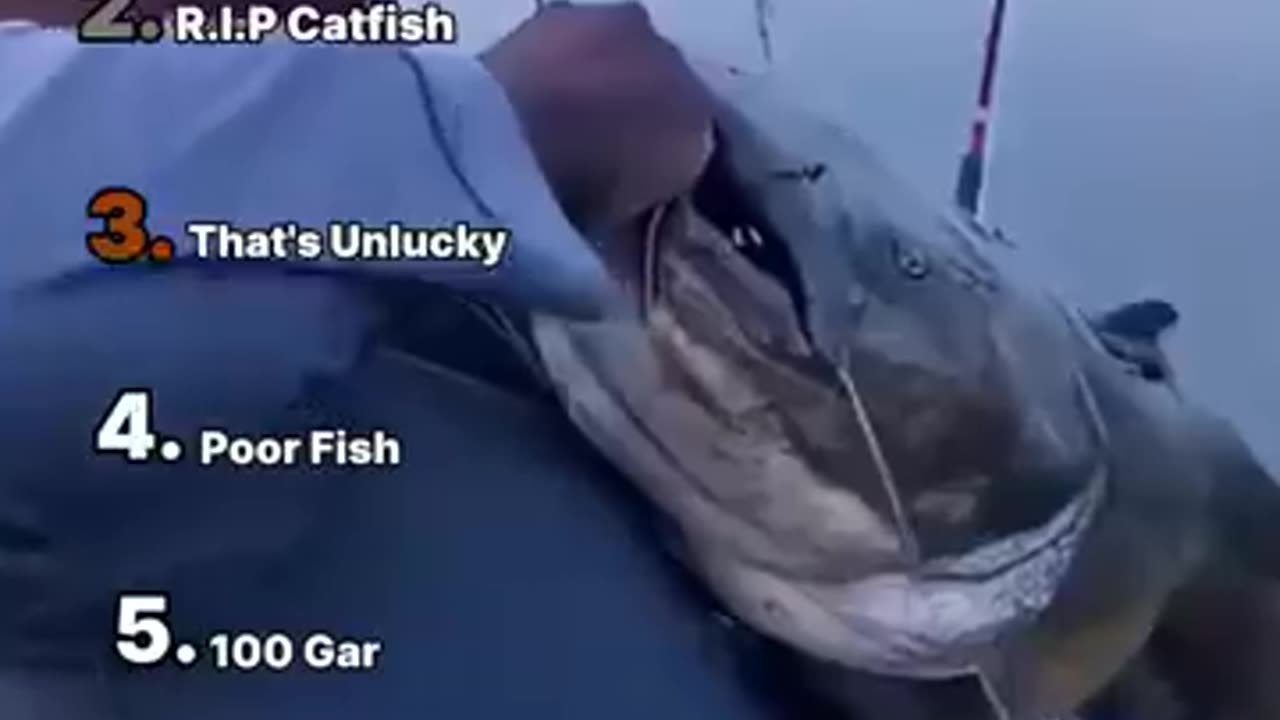 Trending: Ranking Best Fish Fails