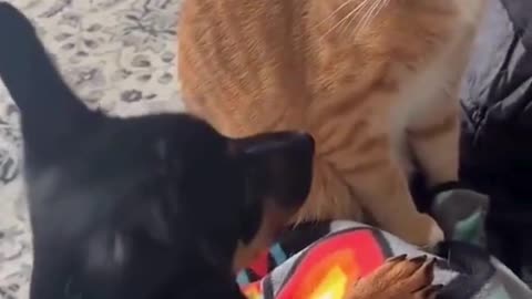 Caught in the Act: Furry Drama Unleashed! 🐾😂#CatAndDogFriends 🐾 #PetDrama 😹 #BestBuddies #FunnyPets😂