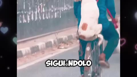 El compañero fiel jeje