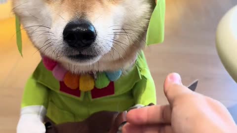 Shiba Inu TUTU’s Everyday Moments