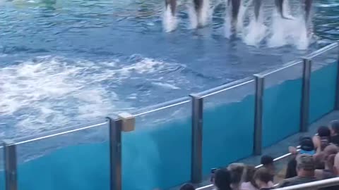 enjoying the dolphins in the aquarium dolphin disfrutando de los delfines en el acuario delfin show
