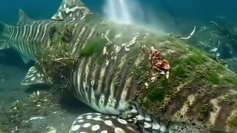 Ternyata seseru ini loh mandiin ikan hiu di laut 😱