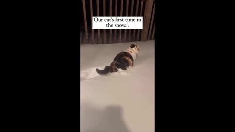 Funny Animals videos part2