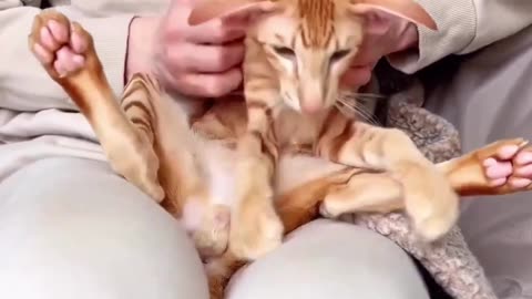 Mysterious Animal with Tiger-Like Body and Cat Face!
