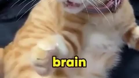 🤯 The Weirdest Animal You've Never Seen! 😲 One celled 🍊. | FunFM