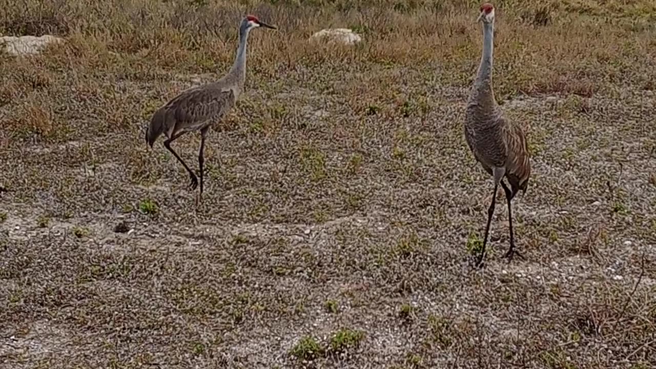Birds the word
