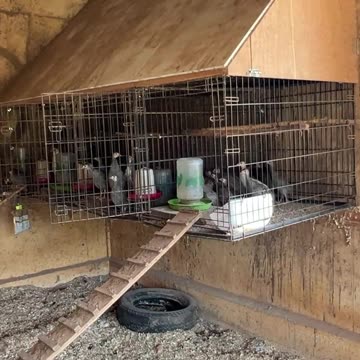 Teenage Pens for our Chicks