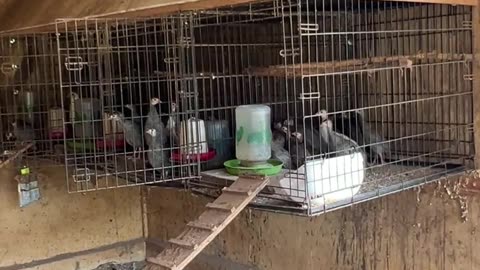 Teenage Pens for our Chicks