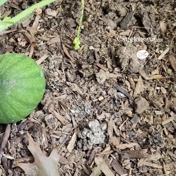 Baby Watermelons - #catshobbycorner #gardening