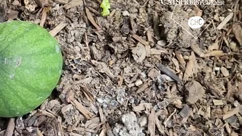 Baby Watermelons - #catshobbycorner #gardening