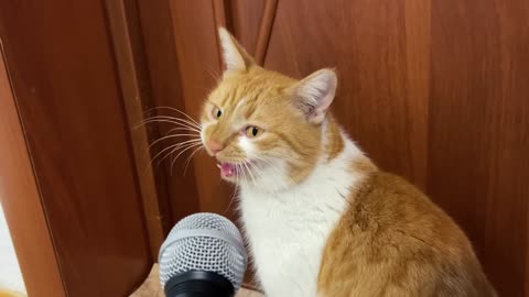 When We Added Echo to the Cat's Voice, It Became LEGENDARY! 🎤🎶