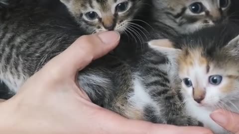 People Save Cats
